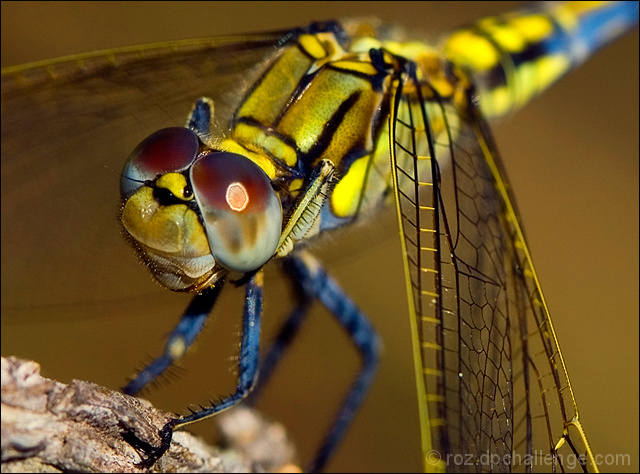 dragonfly