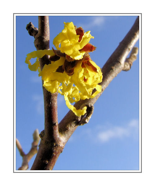 Witch Hazel