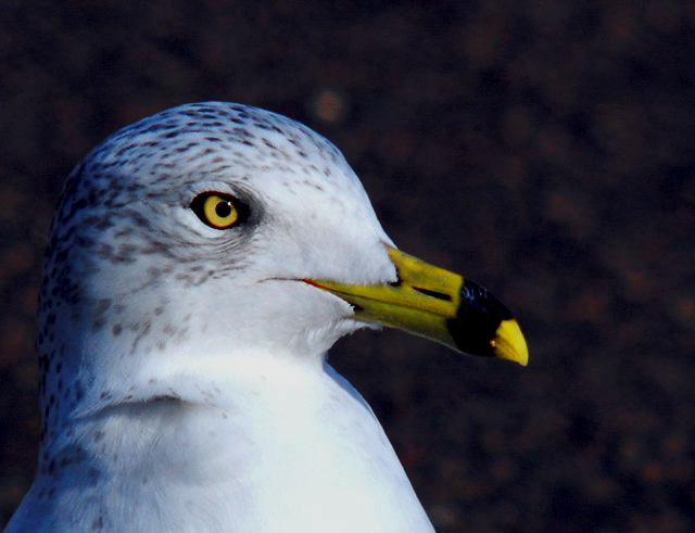 Gull-a-bill