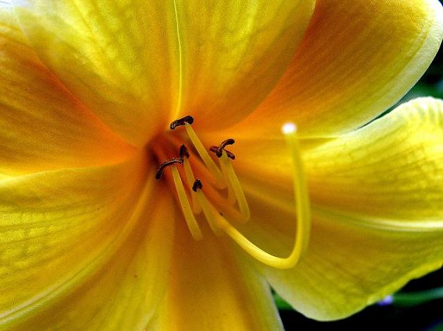 Yellow Flower with a Glowing Orb