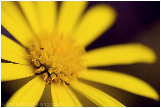 The Flowers Within The Flower