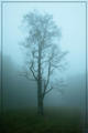 Blue Ridge Fog