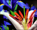 STAMEN SLIPPERS