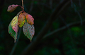 Pastel Leaves