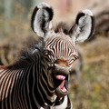 baby zebra laugh