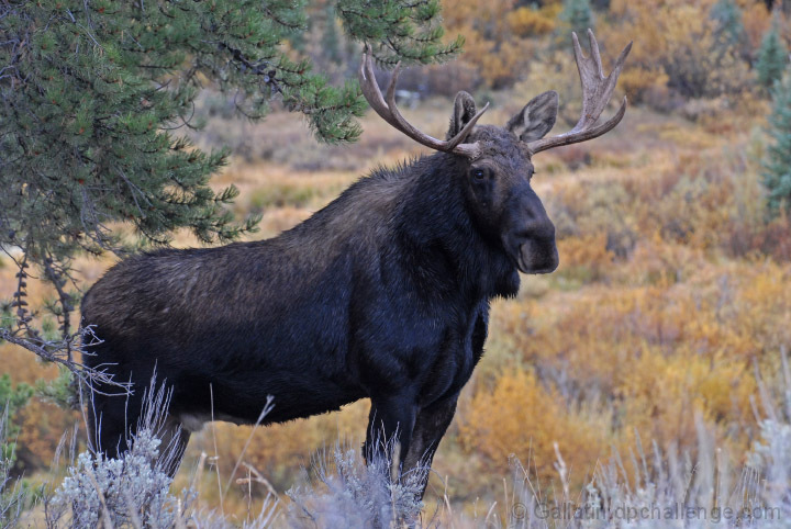 Moose
