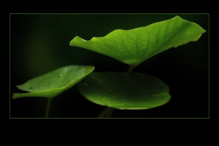 Majestic Lily Pads