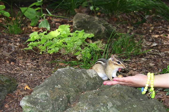 Hand Fed