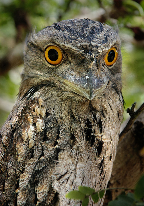 Frogmouth