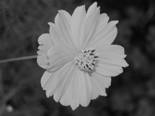 Pretty Little Flower