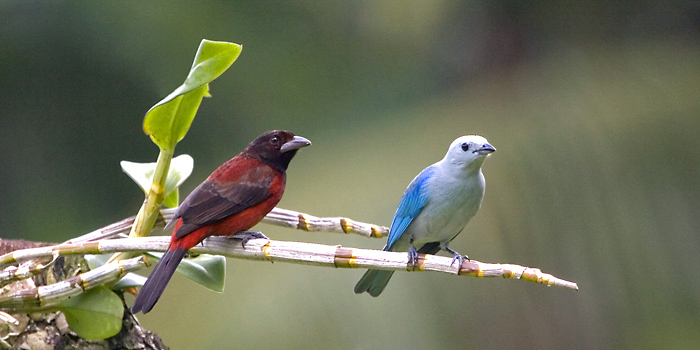 Birds of Panama