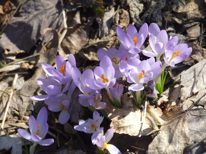 Spring flowers