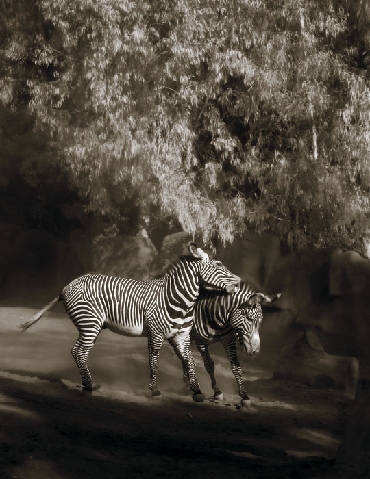 Zebra Play