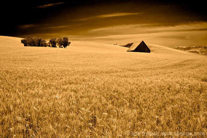 Rolling Wheat Field