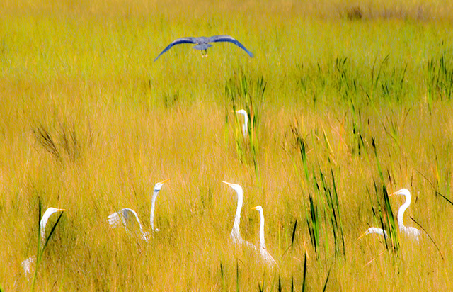 Everglades Birds