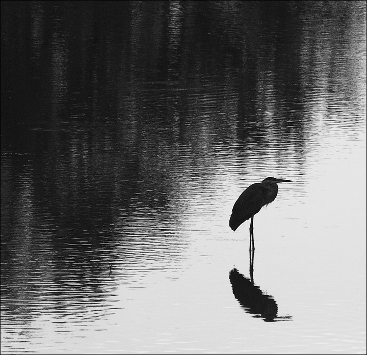 Blue Heron at Sunset