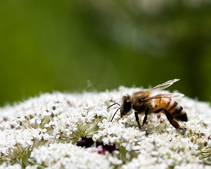 A Walk Along the Flowers