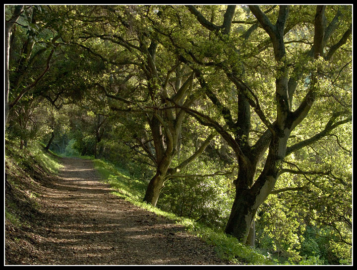 Forest Walk