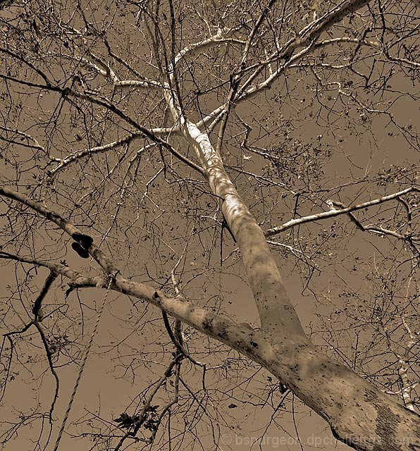 Rope Swing and Shoes on a Sycamore