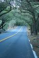 Tree-framed Road