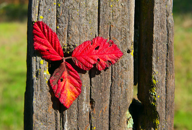 Framed in a Fence Post