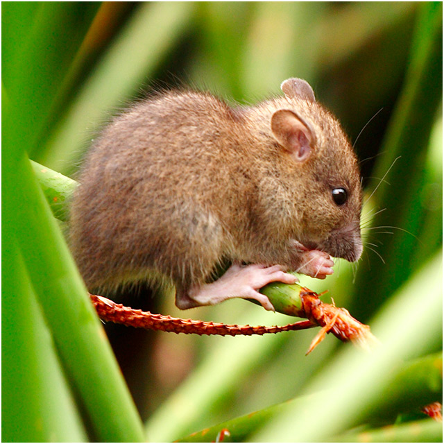 In the undergrowth