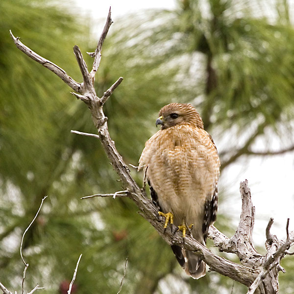 Red Shouldered Hawk