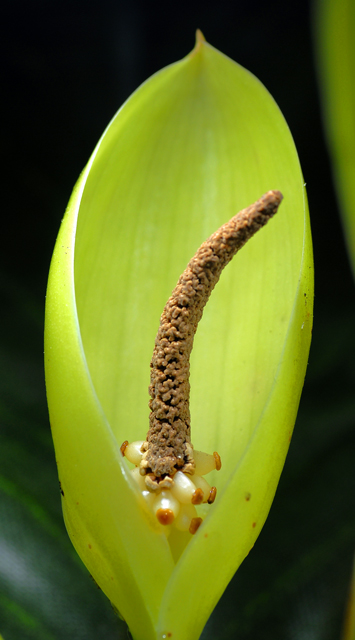 Seed of Life: Chinese Evergreen, Algaonema