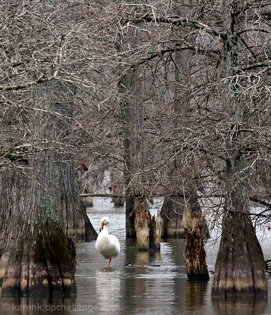 Between the Cypresses 