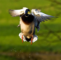 You must be Quackers