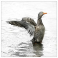 FLY AWAY