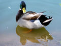 handsome mallard