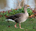 Greylag Goose