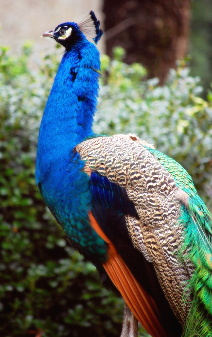 der Paradiesvogel