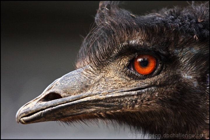 Oscar, The Neighborhood Emu