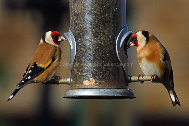 Love is.....Sharing a meal.