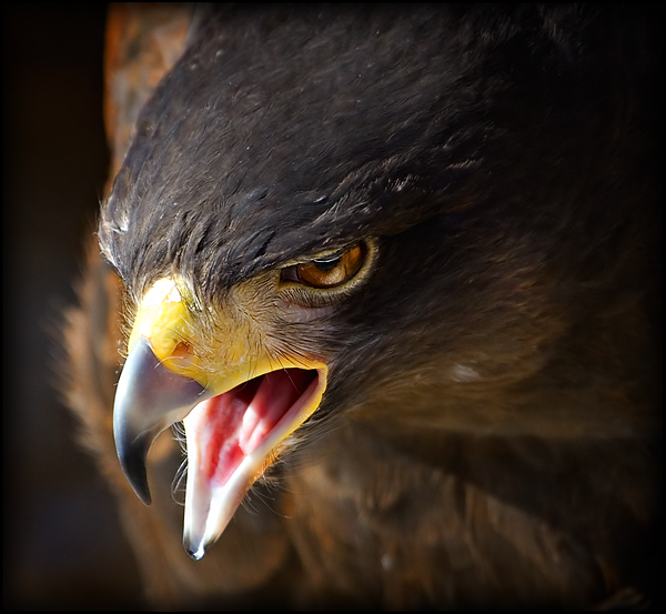 War Cry