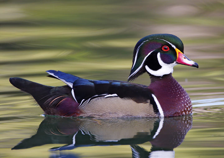 Wood Duck