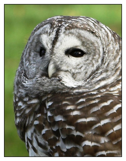 Barred Owl