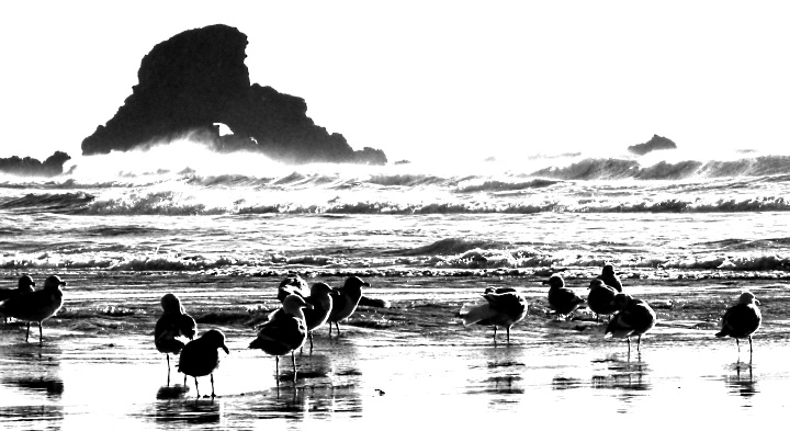 shorebirds