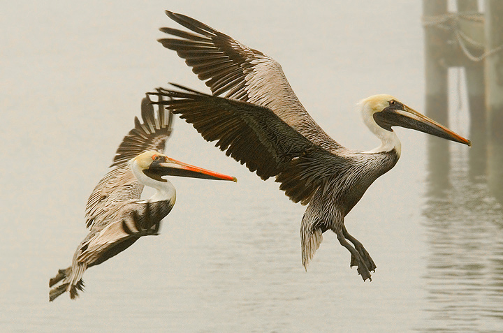 Pelicans in the Mist