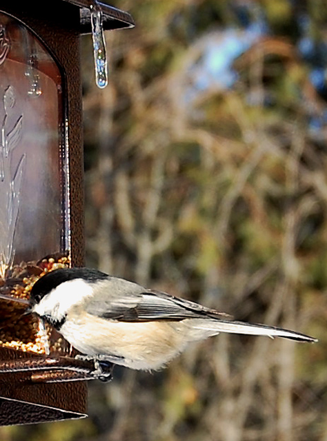 Will the water droplet land on the chickadee?! Stay tuned!