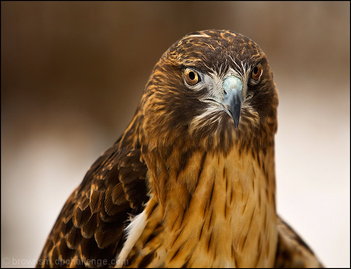 Red-Tailed Hawk