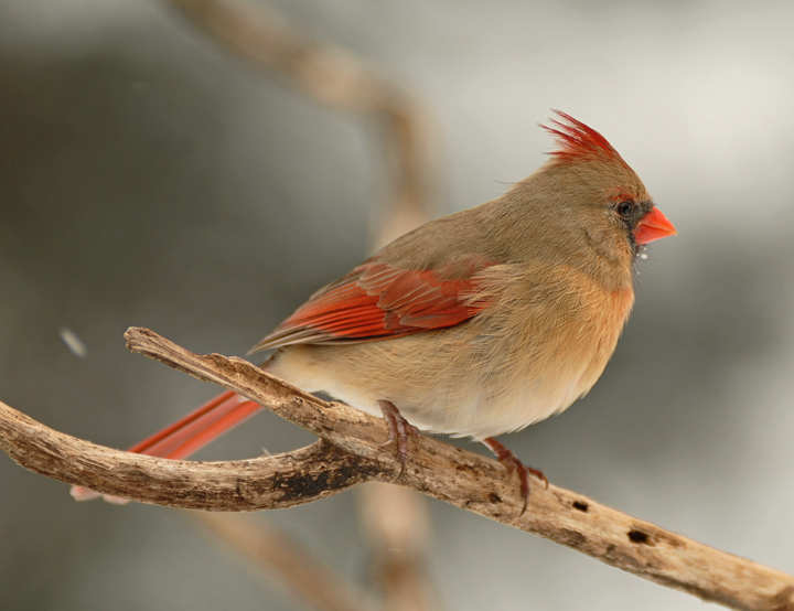 Female Cardinal & The Snow Flake