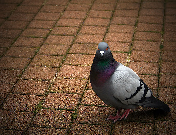 Columbidae