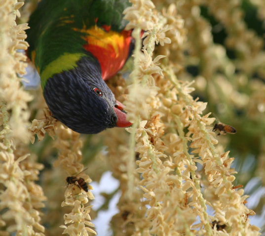 let me tell u 'bout the bird & the bees...............