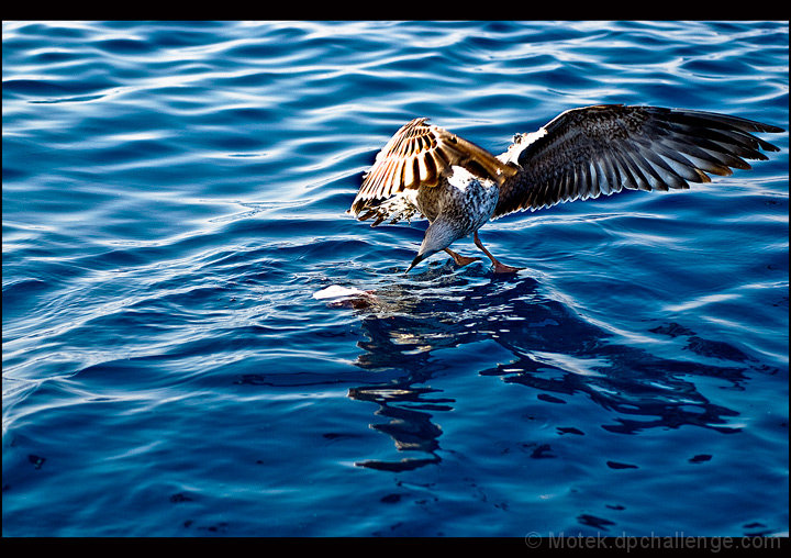 Gull Dancer