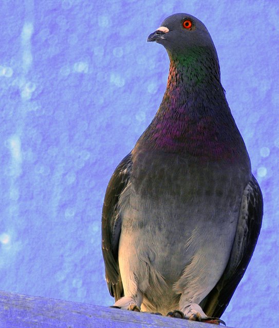 Pigeon...quite beautiful bird when in the right surroundings...