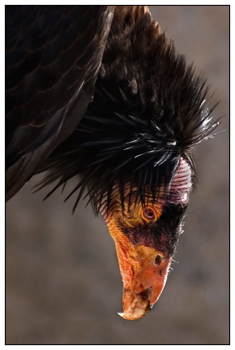 California Condor