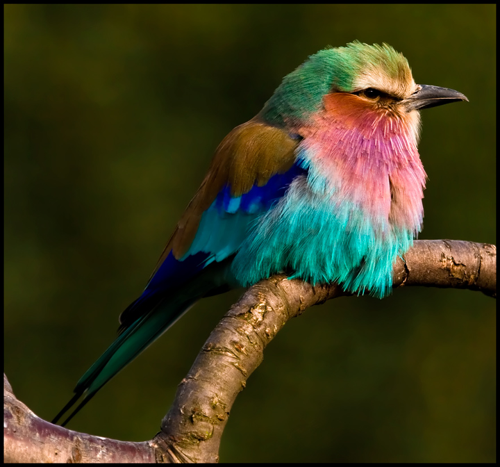 Lilac-breasted Roller